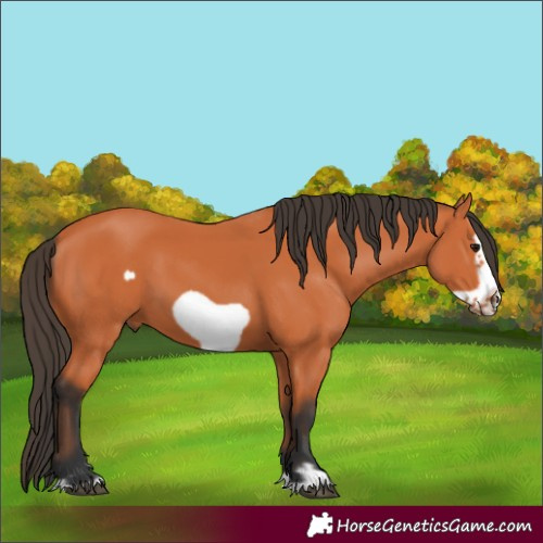 Horse Color:Bay Frame 