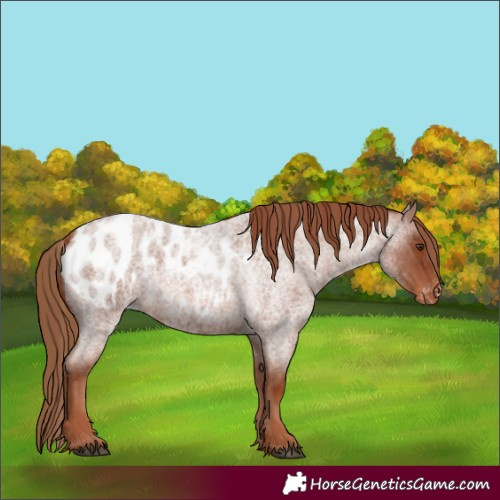 Horse Color:Red Roan Appaloosa
