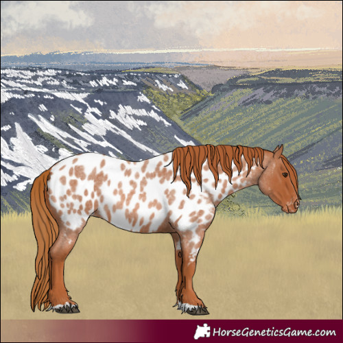 Horse Color:Red Roan Appaloosa 