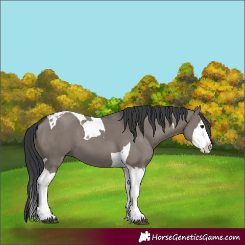 Horse Color:Grullo Splash Tobiano