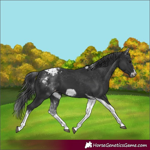 Horse Color:White Spotted Black Splash Tobiano Frame Blanket 