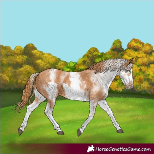 Horse Color:Unknown 