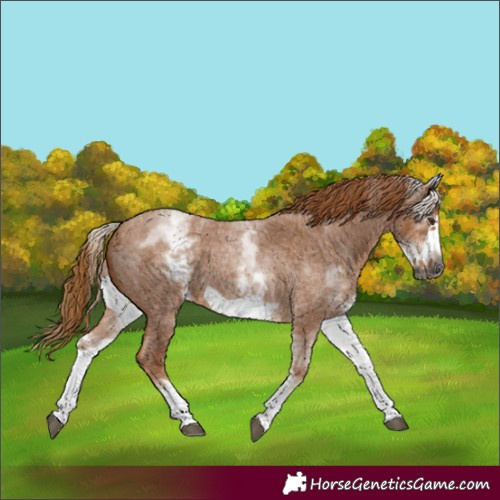 Horse Color:Gray White Spotted Red Roan Frame 