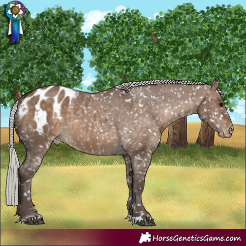Horse Color:Silver Brown Dun Appaloosa 