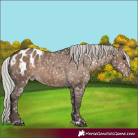 Horse Color:Silver Brown Dun Appaloosa 