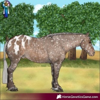 Horse Color:Silver Brown Dun Appaloosa