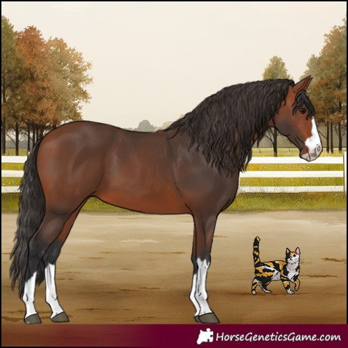 Horse Color:Bay 