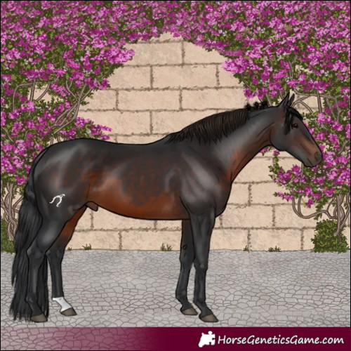 Horse Color:Brown 