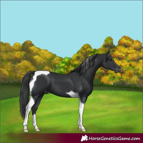 Horse Color:Black Tobiano Appaloosa