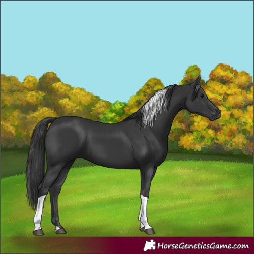 Horse Color:Black Tobiano