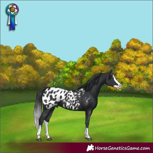Horse Color:Black Splash Appaloosa
