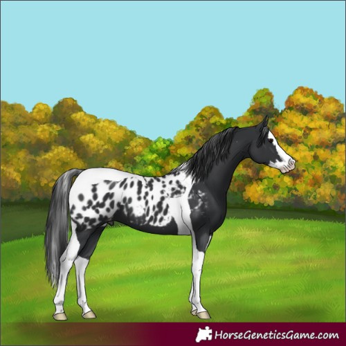 Horse Color:Black Splash Tobiano Appaloosa 