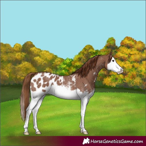 Horse Color:Chestnut Sabino Splash Blanket