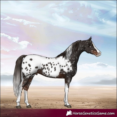 Horse Color:Liver Chestnut Splash Tobiano Near Leopard 