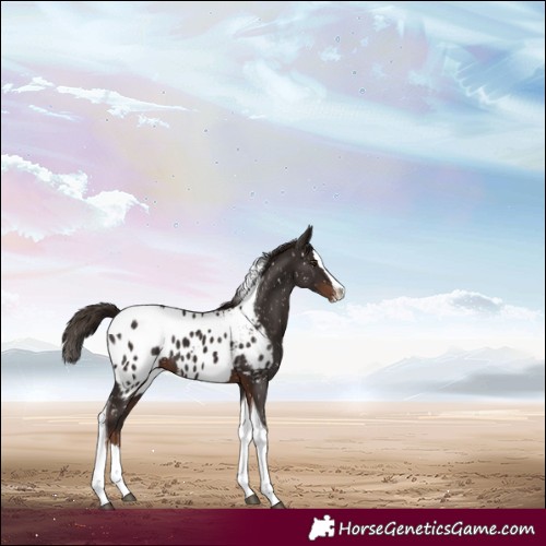 Horse Color:Liver Chestnut Splash Tobiano Appaloosa 