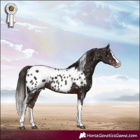 Horse Color:Liver Chestnut Splash Tobiano Near Leopard