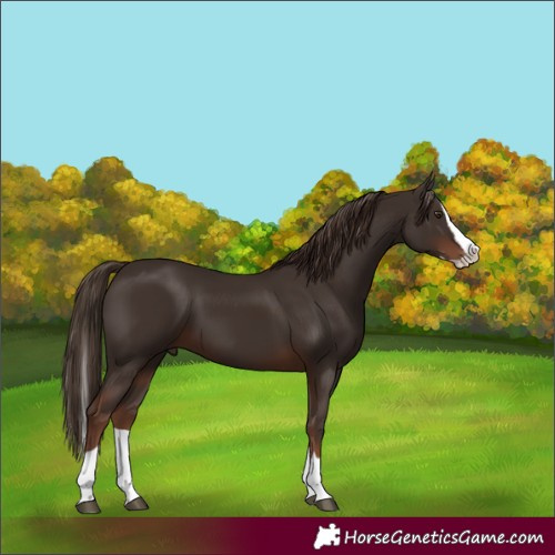 Horse Color:Liver Chestnut Splash