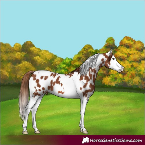 Horse Color:Chestnut Splash Tobiano Appaloosa