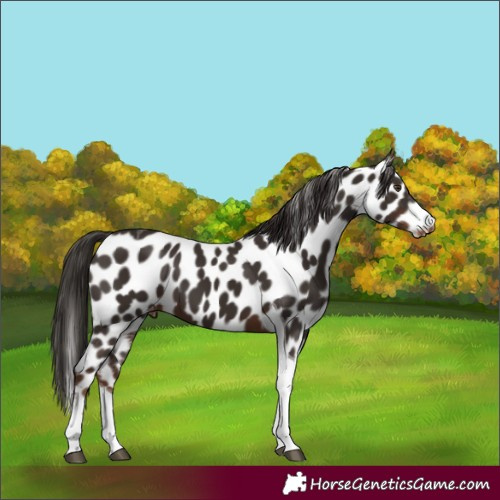 Horse Color:Liver Chestnut Tobiano Appaloosa