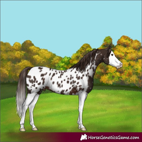 Horse Color:Liver Chestnut Splash Appaloosa
