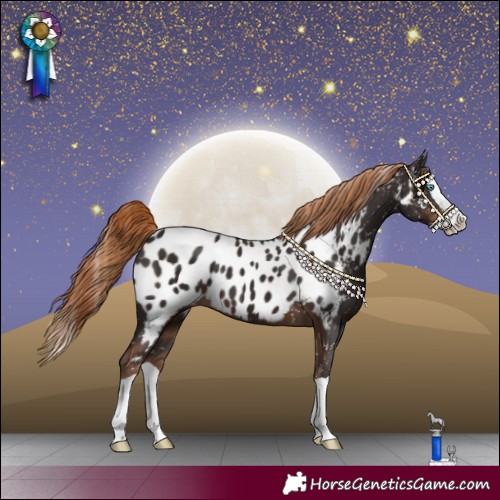 Horse Color:Liver Chestnut Splash Appaloosa 