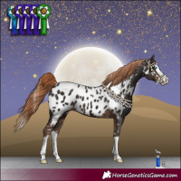 Horse Color:Liver Chestnut Splash Near Leopard