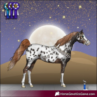 Horse Color:Liver Chestnut Splash Near Leopard