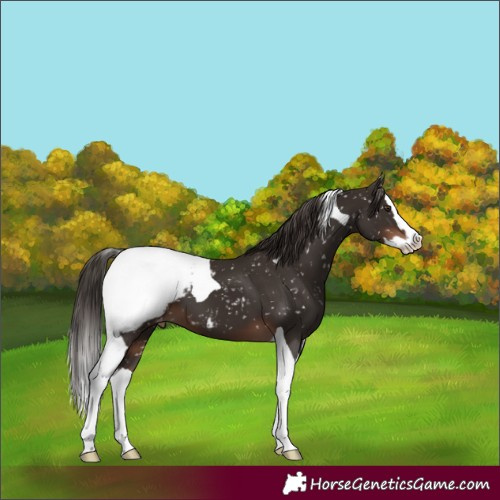 Horse Color:Liver Chestnut Splash Tobiano Appaloosa