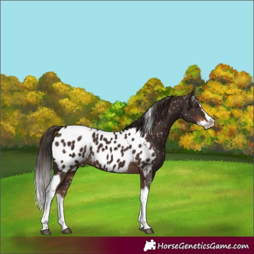 Horse Color:Liver Chestnut Splash Tobiano Appaloosa