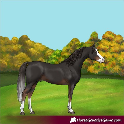 Horse Color:Liver Chestnut Splash 