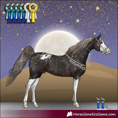 Horse Color:Liver Chestnut Splash Blanket