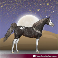 Horse Color:Liver Chestnut Splash Appaloosa 