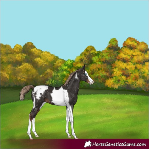 Horse Color:Liver Chestnut Splash Tobiano Appaloosa 