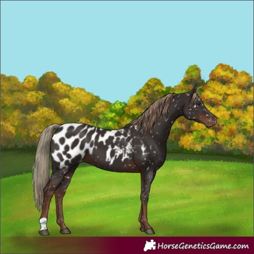 Horse Color:Liver Chestnut Near Leopard