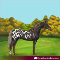Horse Color:Liver Chestnut Near Leopard