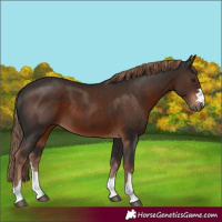 Horse Color:Liver Chestnut