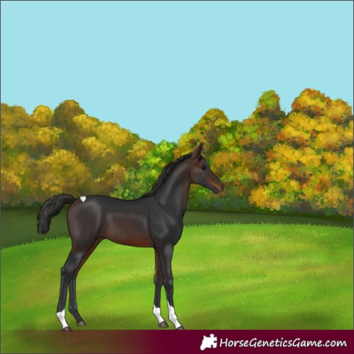 Horse Color:Brown Tobiano