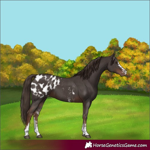 Horse Color:Liver Chestnut Sabino Blanket