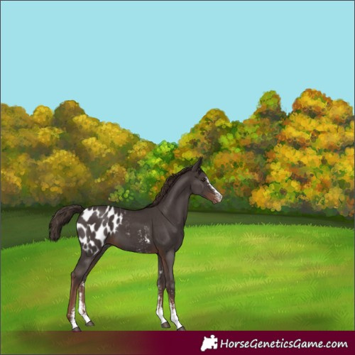 Horse Color:Liver Chestnut Sabino Appaloosa