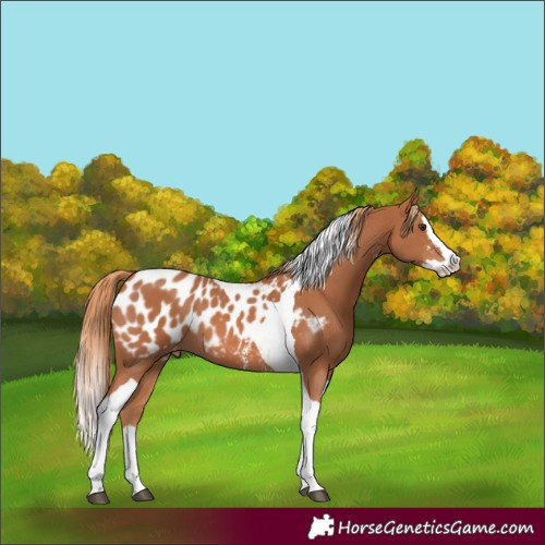 Horse Color:Chestnut Sabino Splash Tobiano Appaloosa 