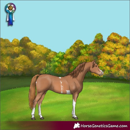 Horse Color:Chestnut Sabino Tobiano 