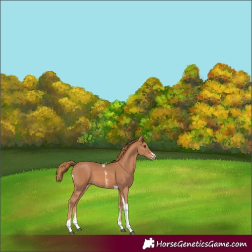 Horse Color:Chestnut Sabino Tobiano