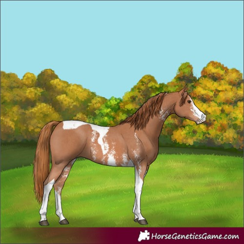 Horse Color:Chestnut Sabino Tobiano