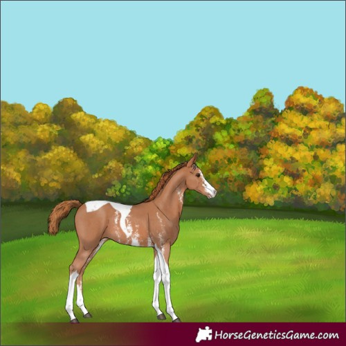 Horse Color:Chestnut Sabino Tobiano 