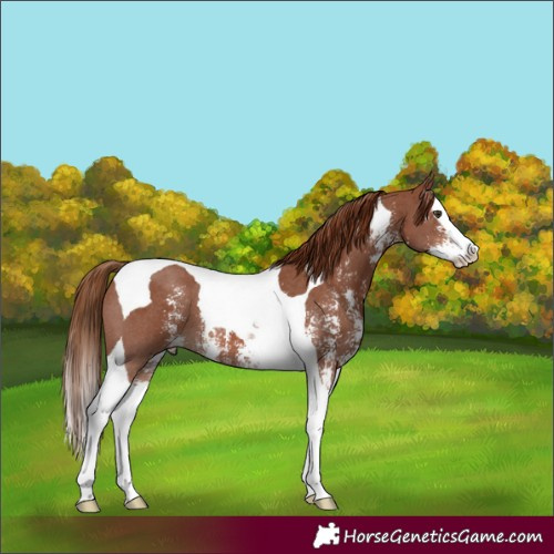 Horse Color:Chestnut Sabino Splash Tobiano