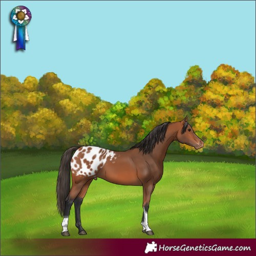Horse Color:Bay Tobiano Appaloosa