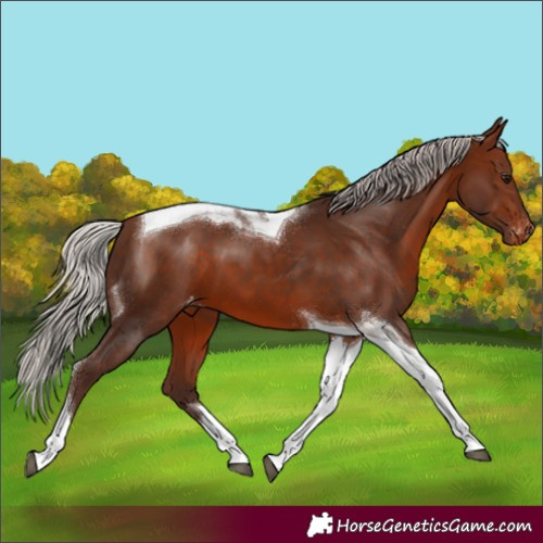 Horse Color:Silver Bay Tobiano Appaloosa 
