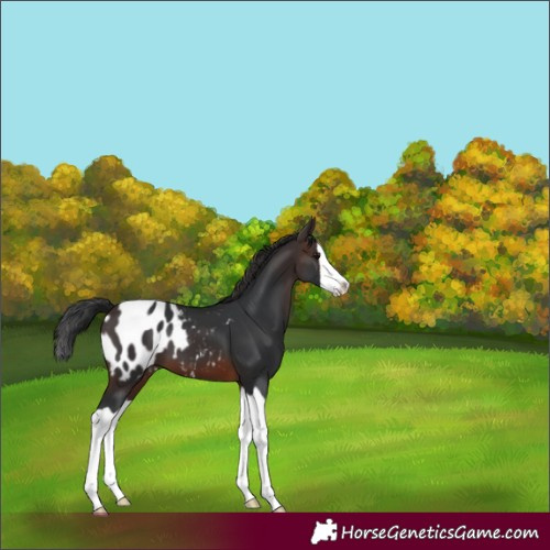 Horse Color:Brown Splash Appaloosa 