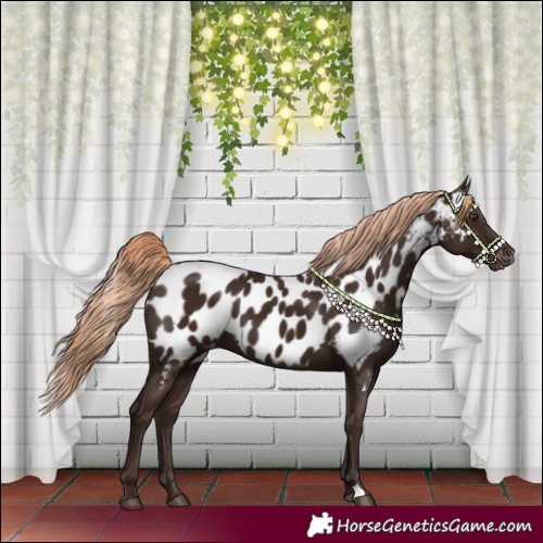 Horse Color:Liver Chestnut Appaloosa