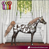 Horse Color:Liver Chestnut Near Leopard 